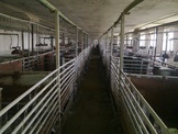 Liquidation of cowsheds and piggeries